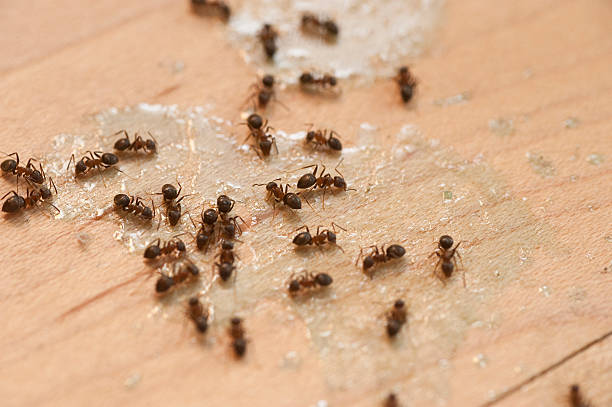 Best Pest Control Near Me  in Lykens, PA